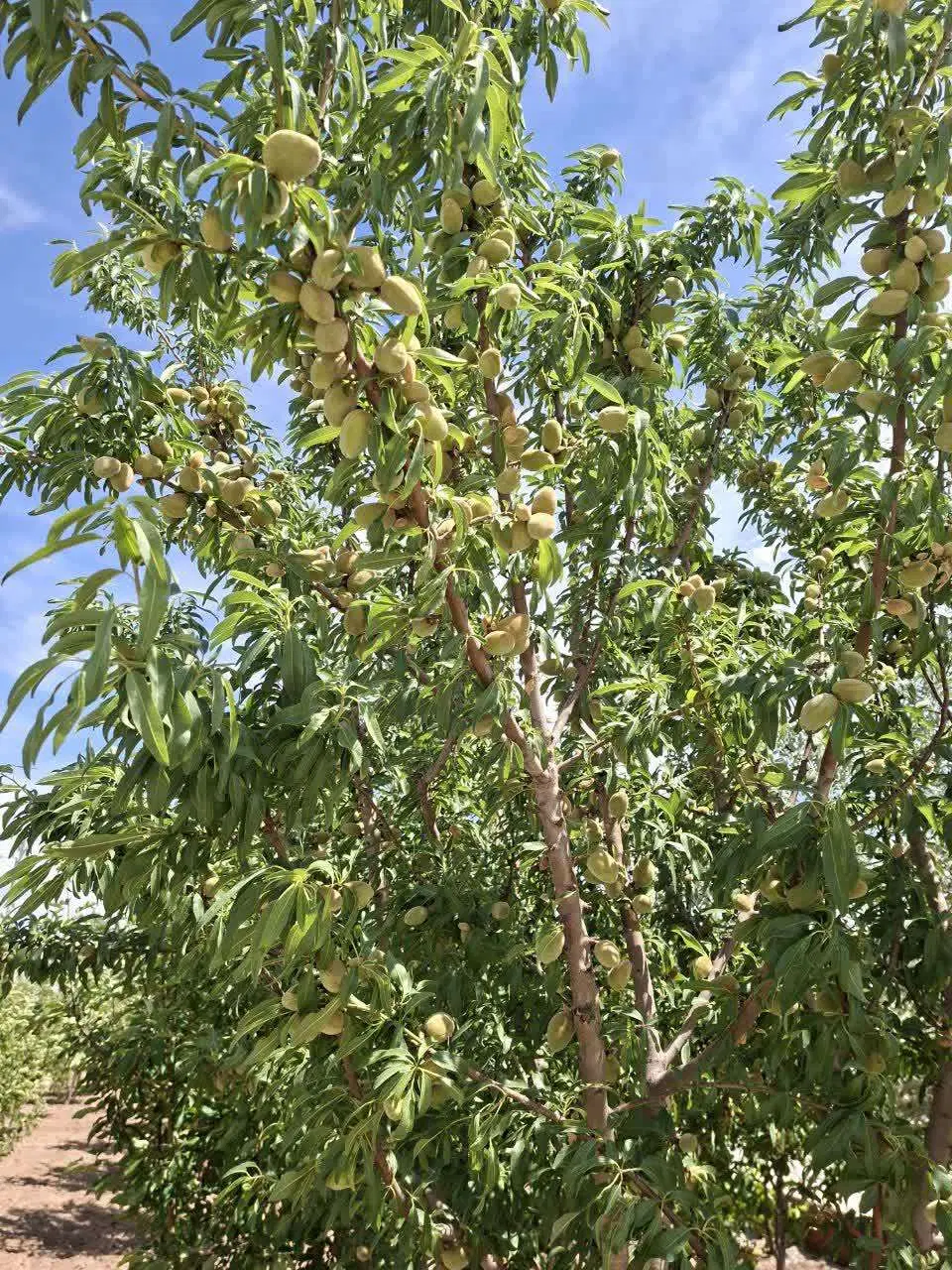 فروش باغچه ۳۵ دقیقه ای پرند