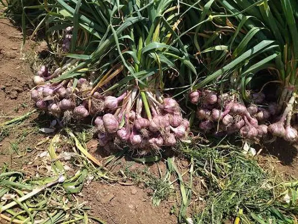 اجاره زمین مزروعی جهت کشت سیر