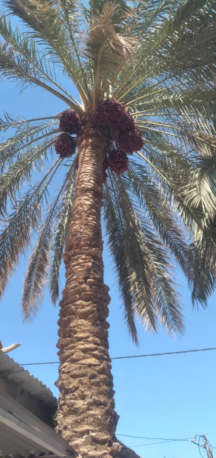 اجاره