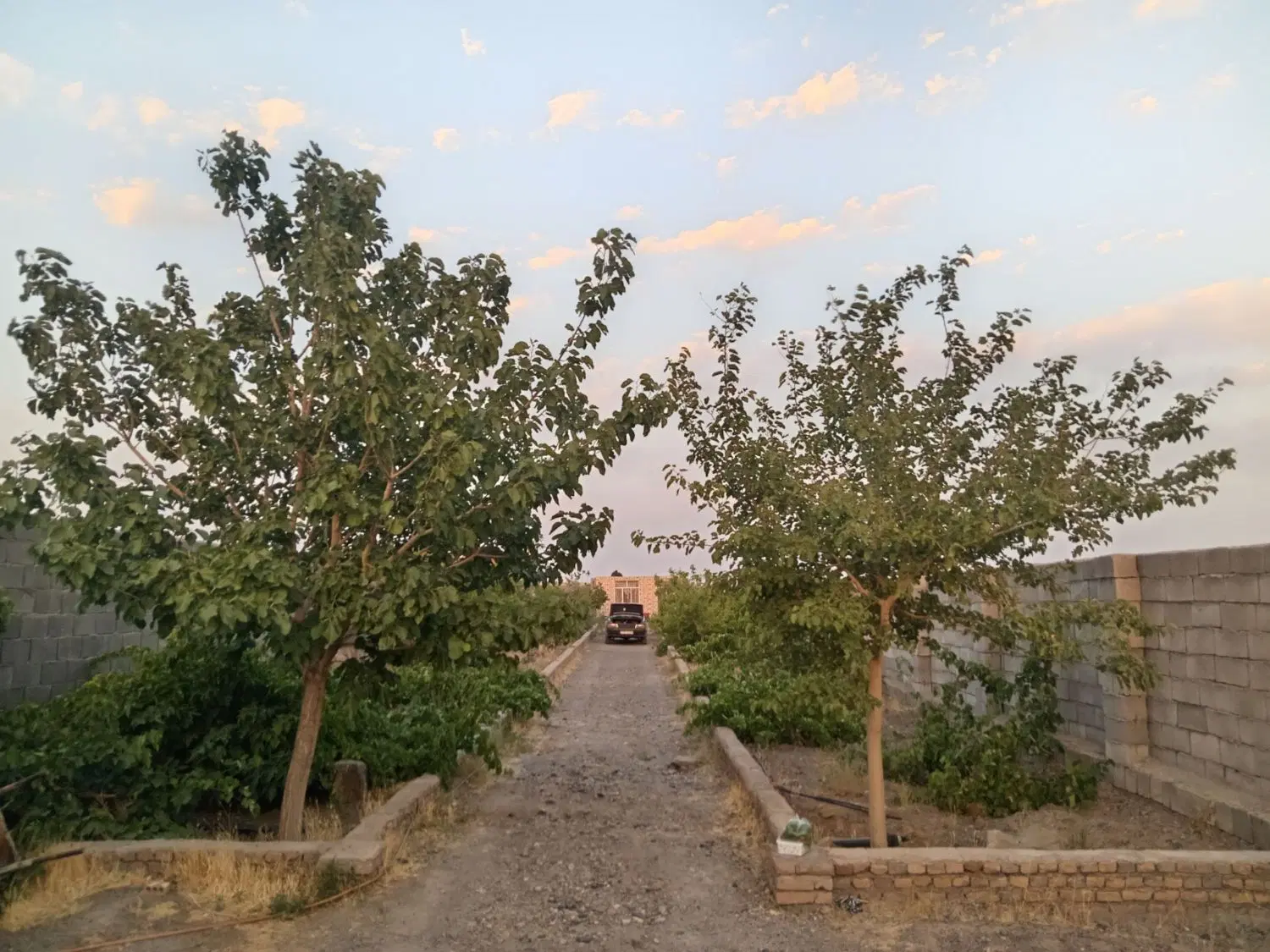 باغ کوی دکترا سدید