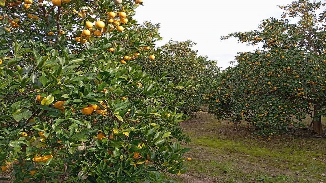 فروش زمین باغ