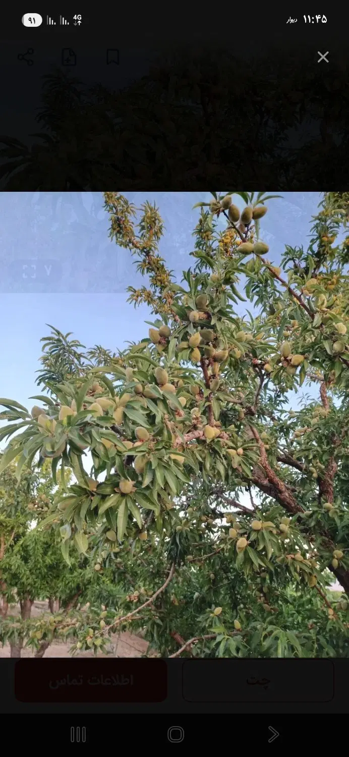 فروش باغ بادام و میوه دو هزار متری