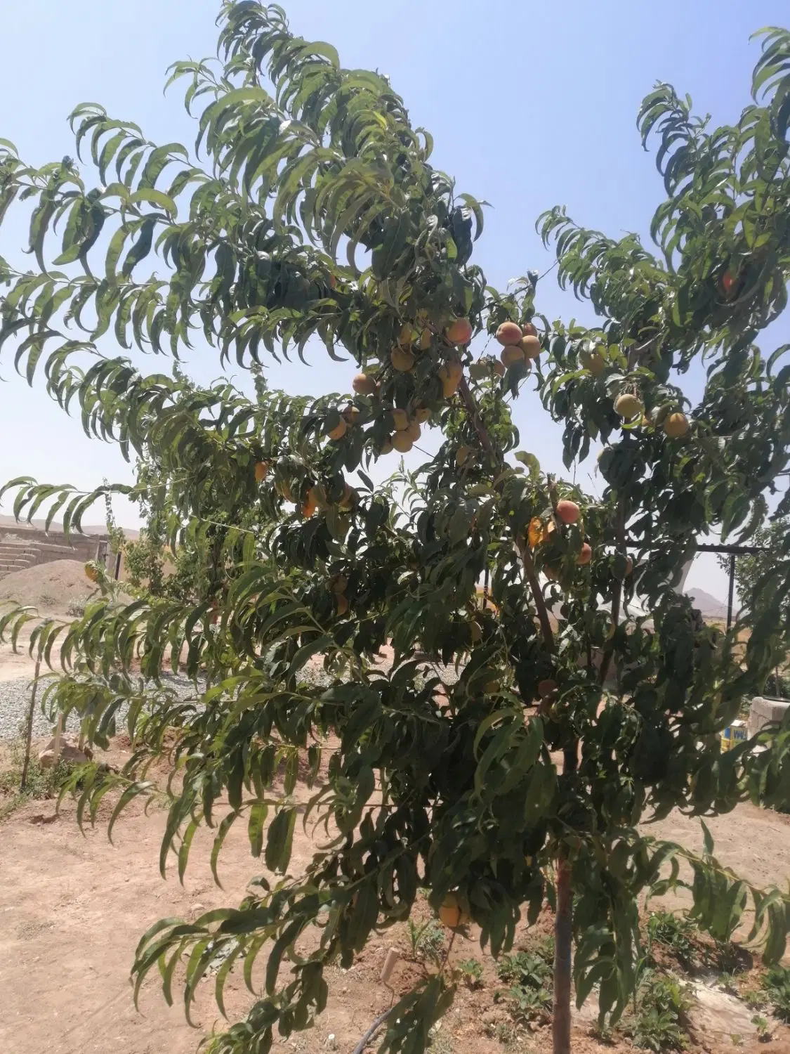 خانه باغ اینگیجه