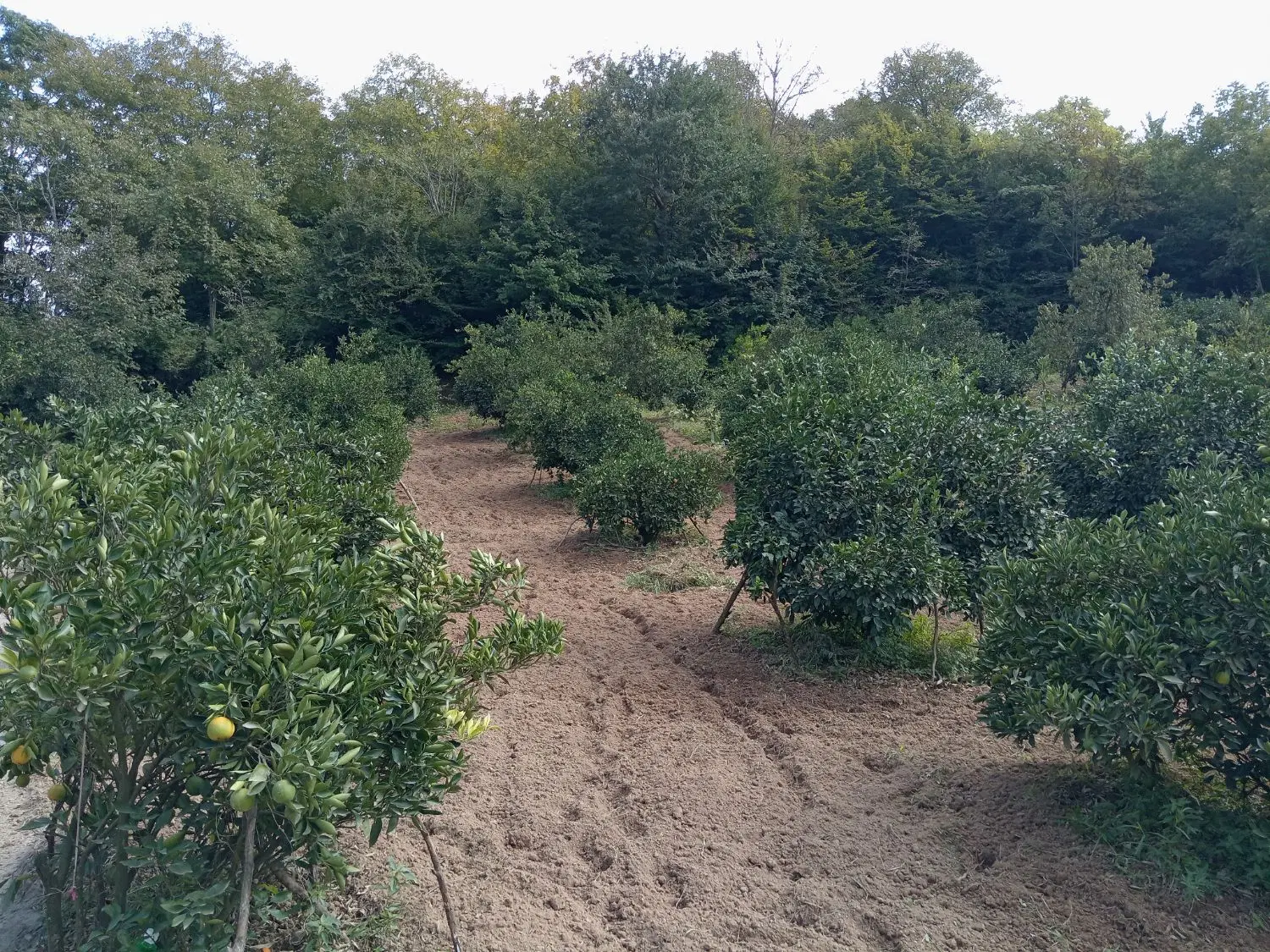 فروش یک قطعه خونه باغ