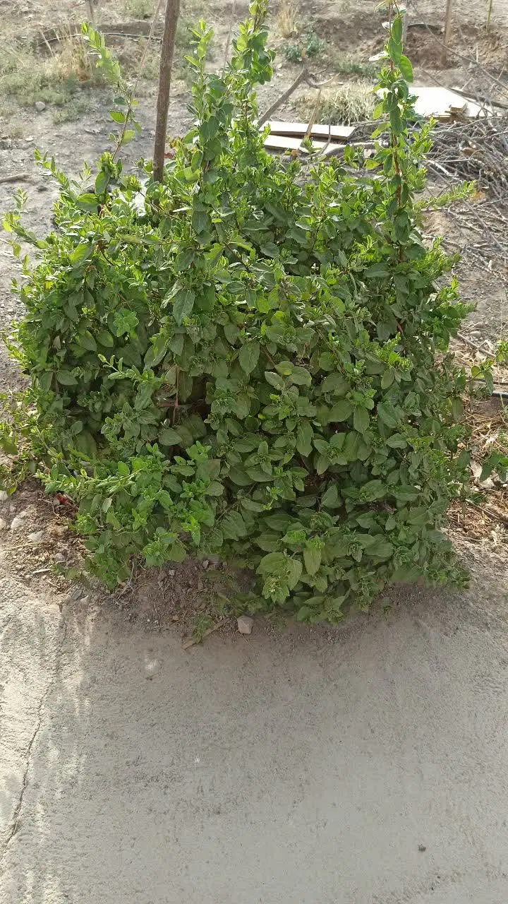 باغچه نقلی