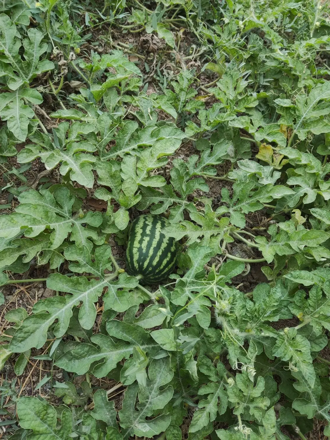باغچه سیاه منصور