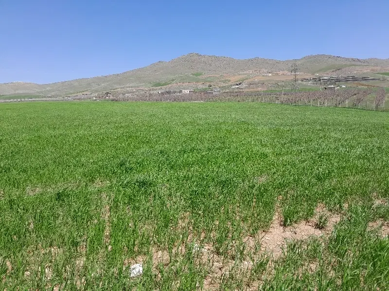 زمین زراعی آبی