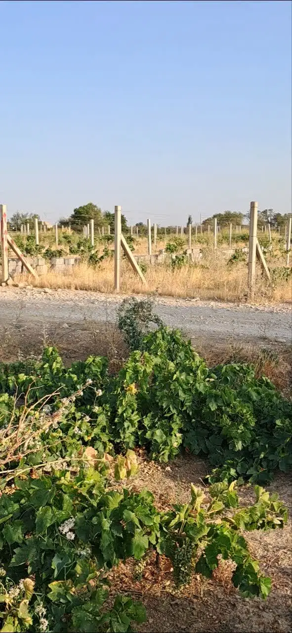 باغچه ویلایی