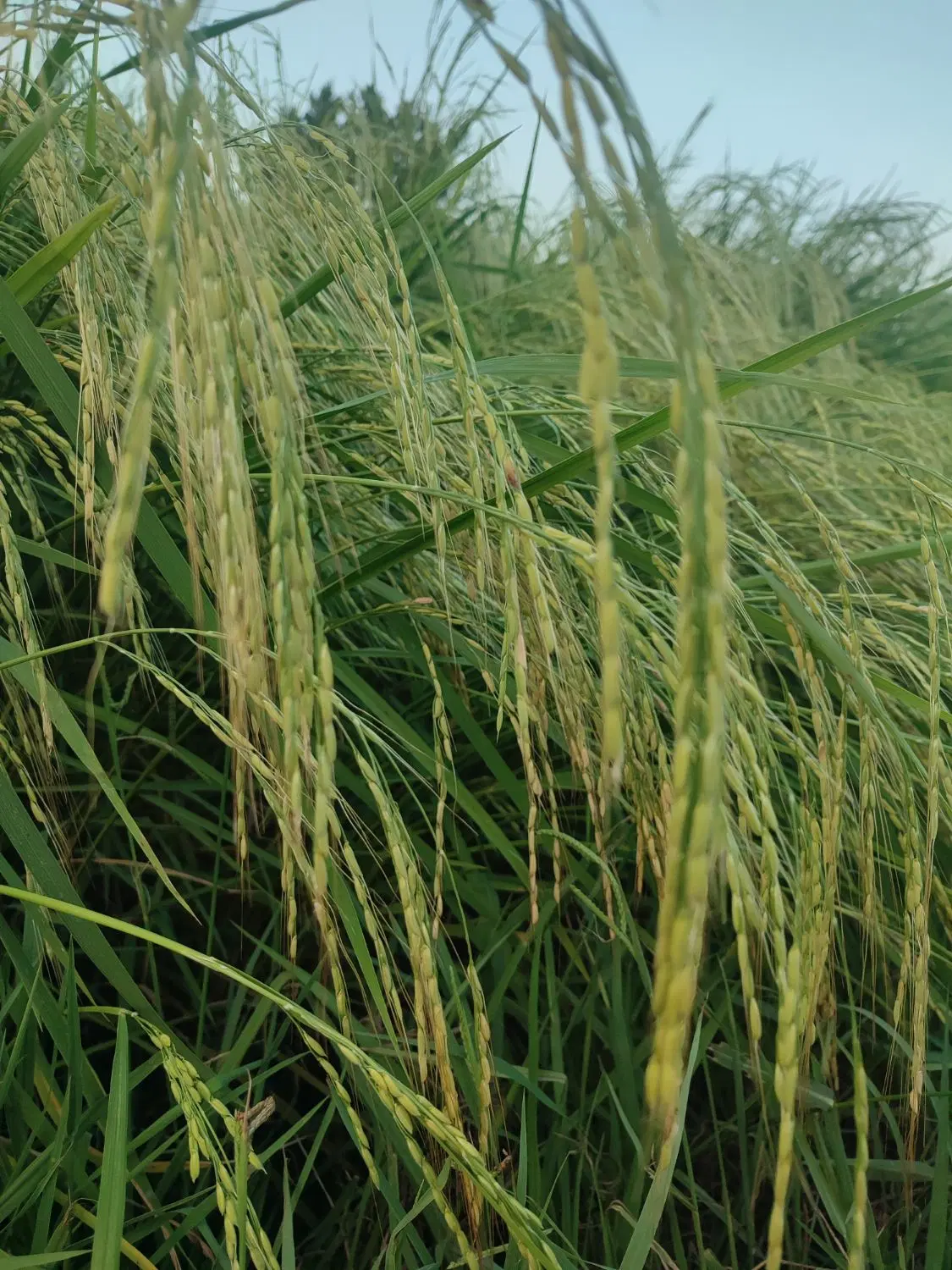 شالیزار ۷۰۰۰متری