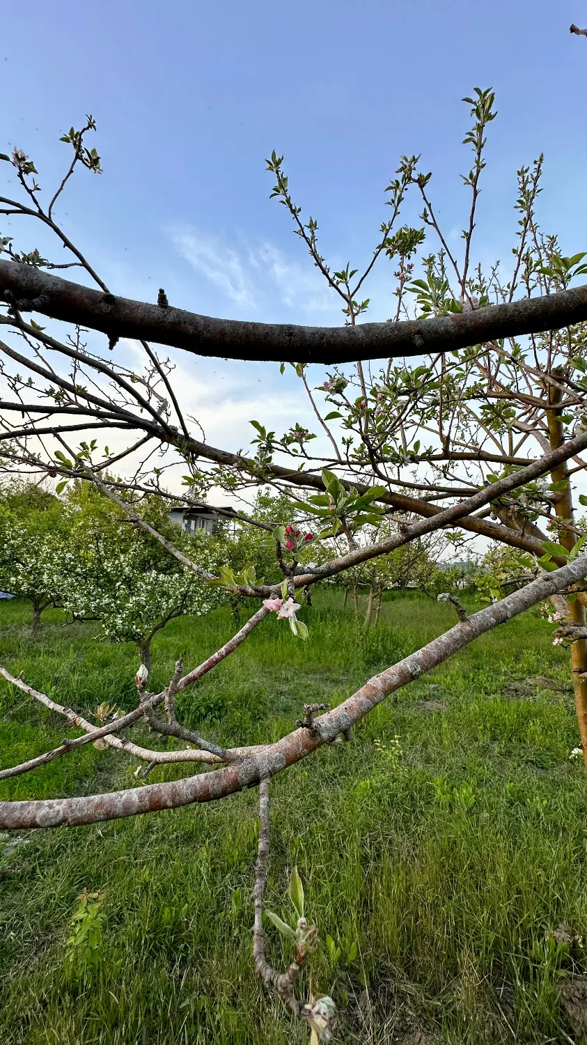 1000 متر زمین واقع در روستای واسکس (قائمشهر)