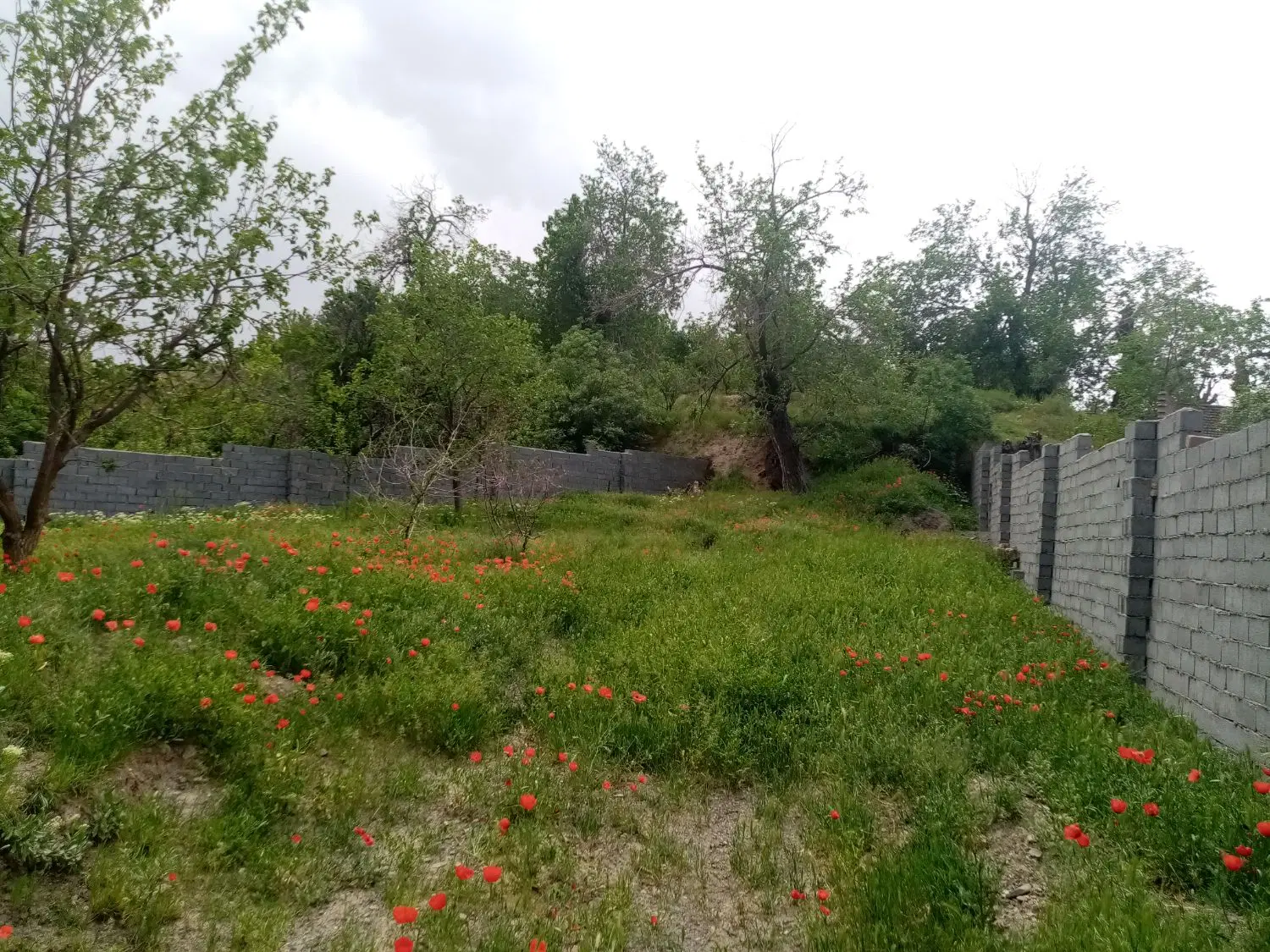 باغ دور دیوار نقندر