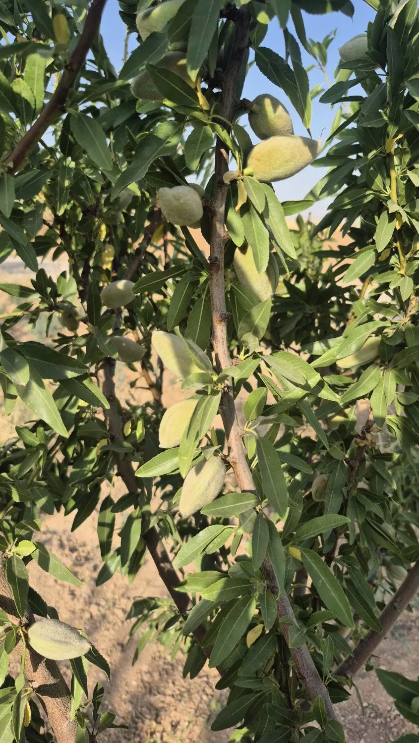 باغ بادام و انگور