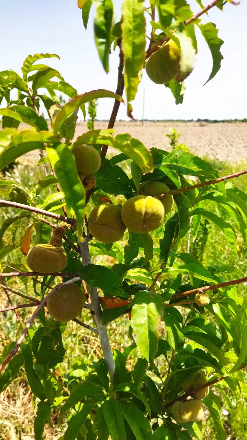 فروش زمین باغی