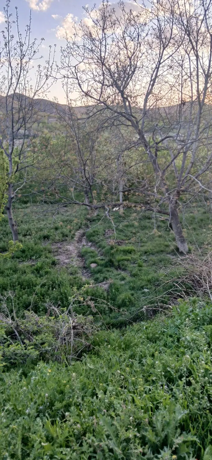 زمین باغ گردو