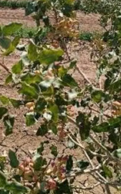 زمین پسته ماهان  ریگ تلمبه شماره ۳