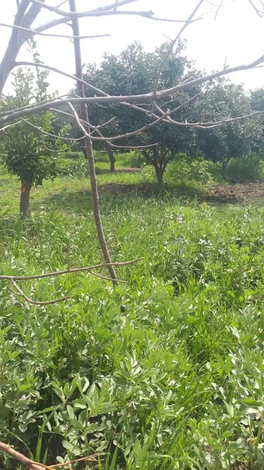 باغ میوه