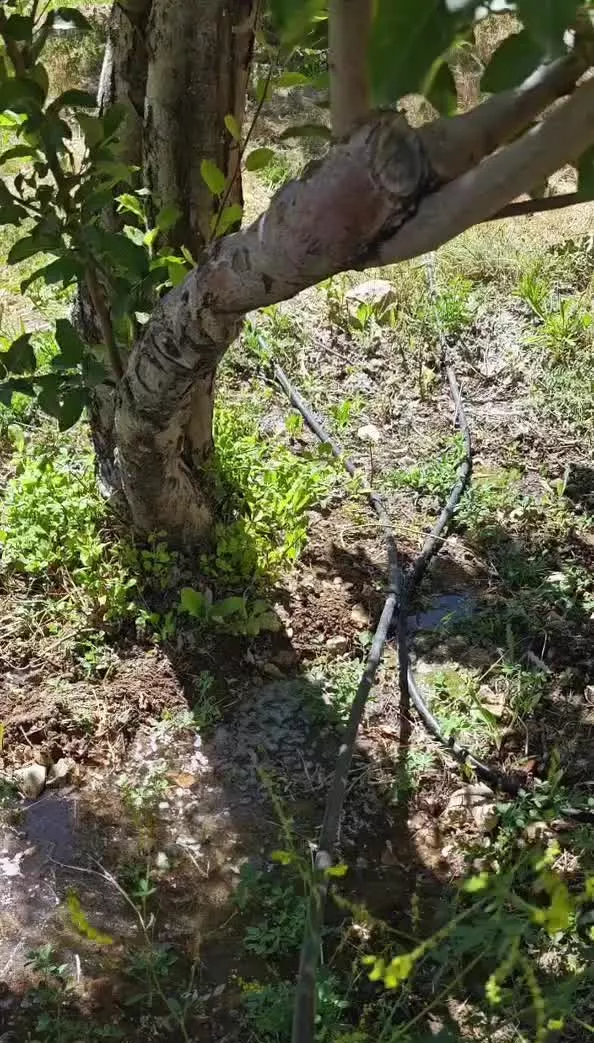 باغ