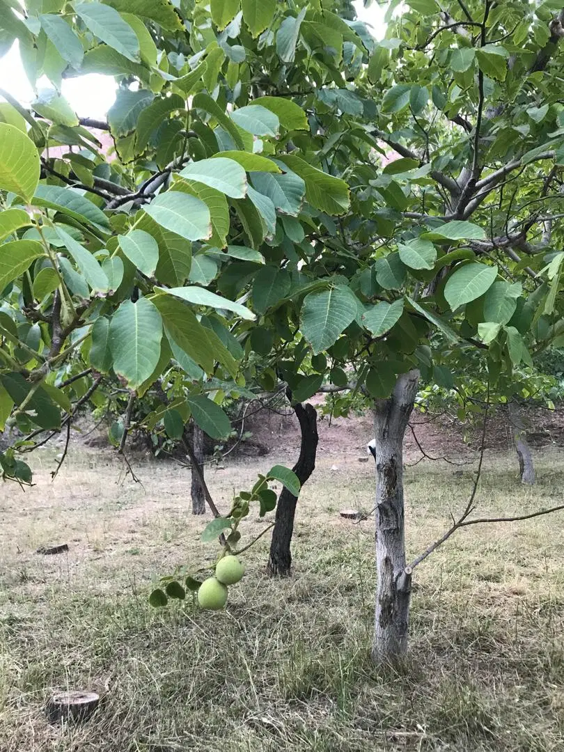 باغ گردشگری خمده ۱۰۰کیلومتری تهران