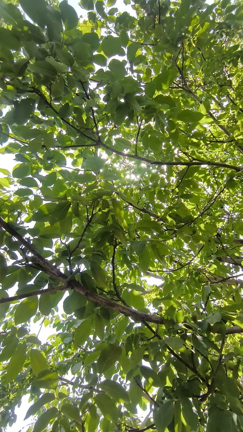 ۹۰۰ متر باغ چهار دیواری__زیر قیمت منطقه