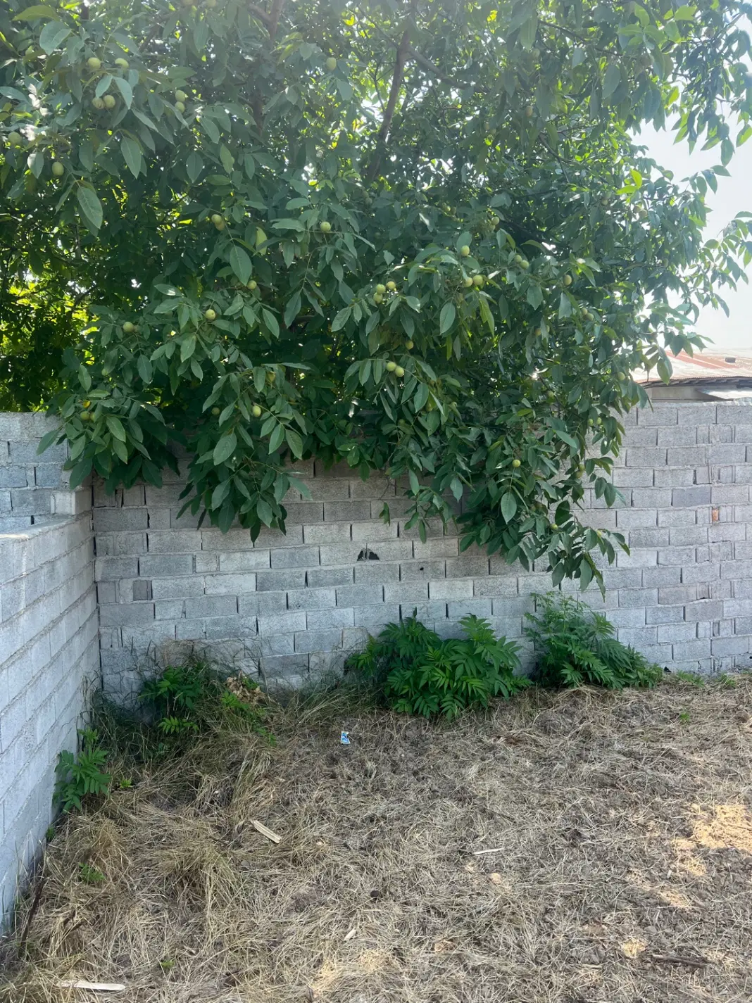 ۲۳۵ متر زمین مسکونی خوش قواره تو محیط دنج