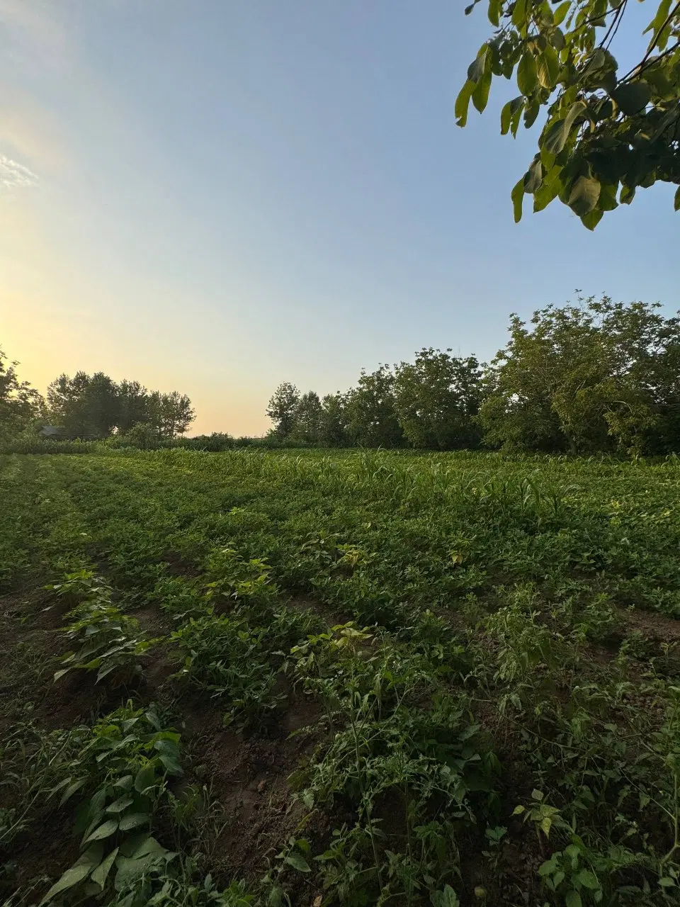 زمین کشاورزی