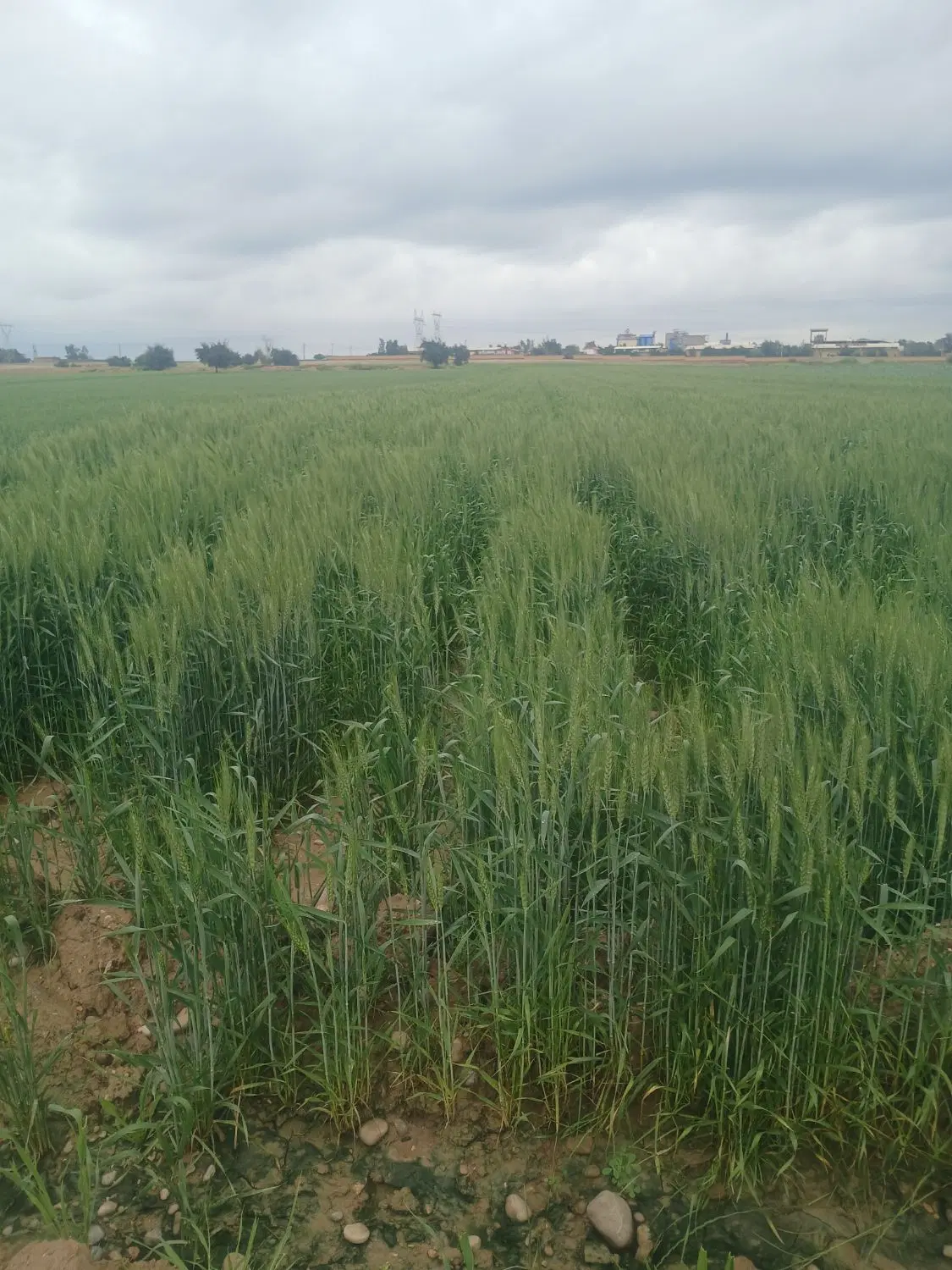 فروش زمین مسکونی