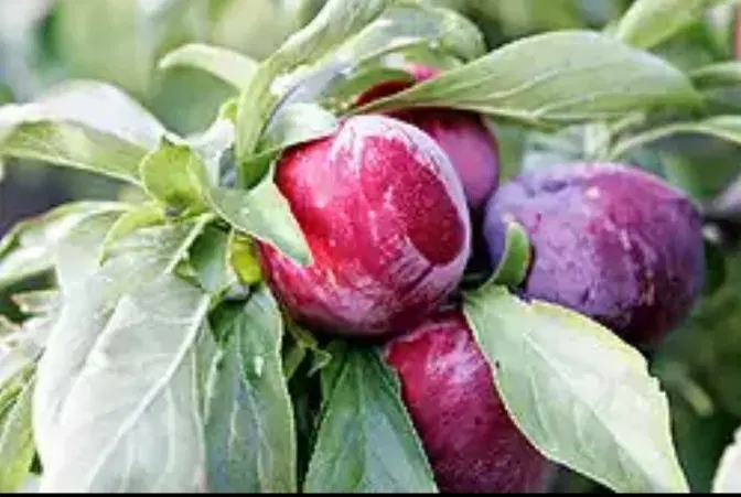 سنقراباد گلستان دوم غربی