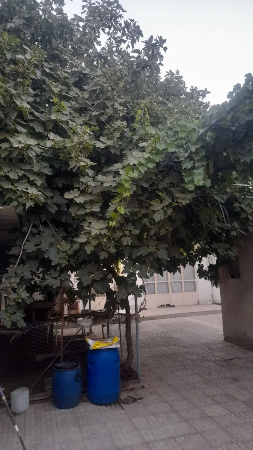 خانه ویلایی