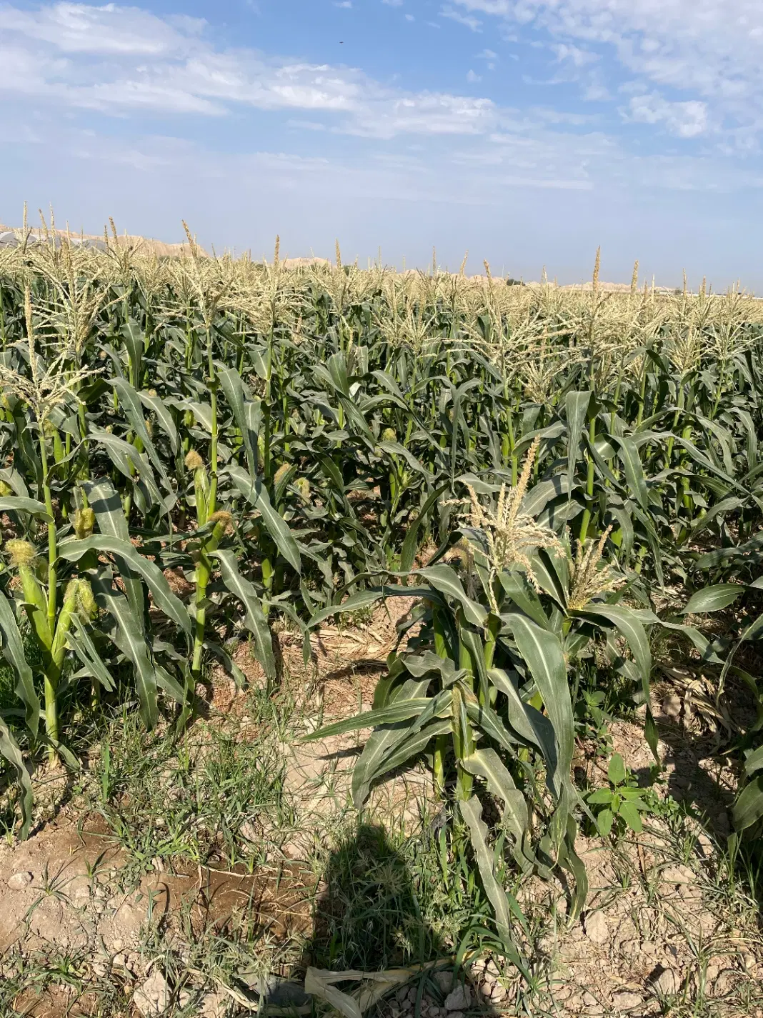 مشارکت در کشت ذرت مکزیکی