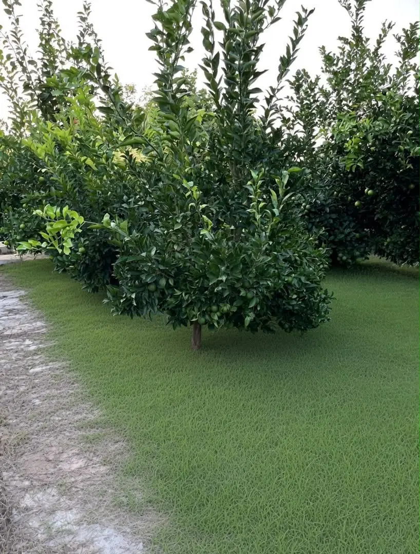 1200 متر باغ مرکبات کنار رودخانه تلار