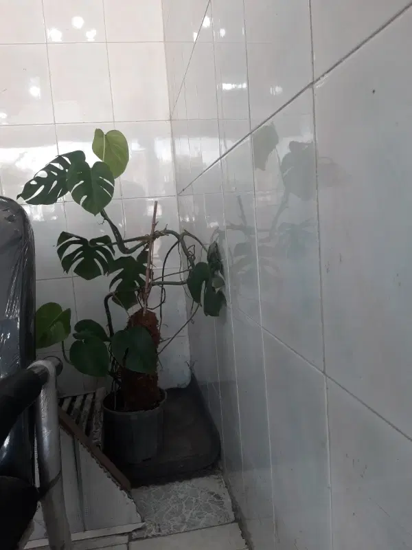اجاره مغازه داخل شهر