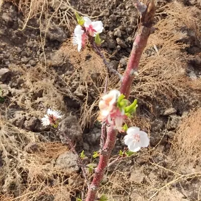 زمین باغ مسکونی