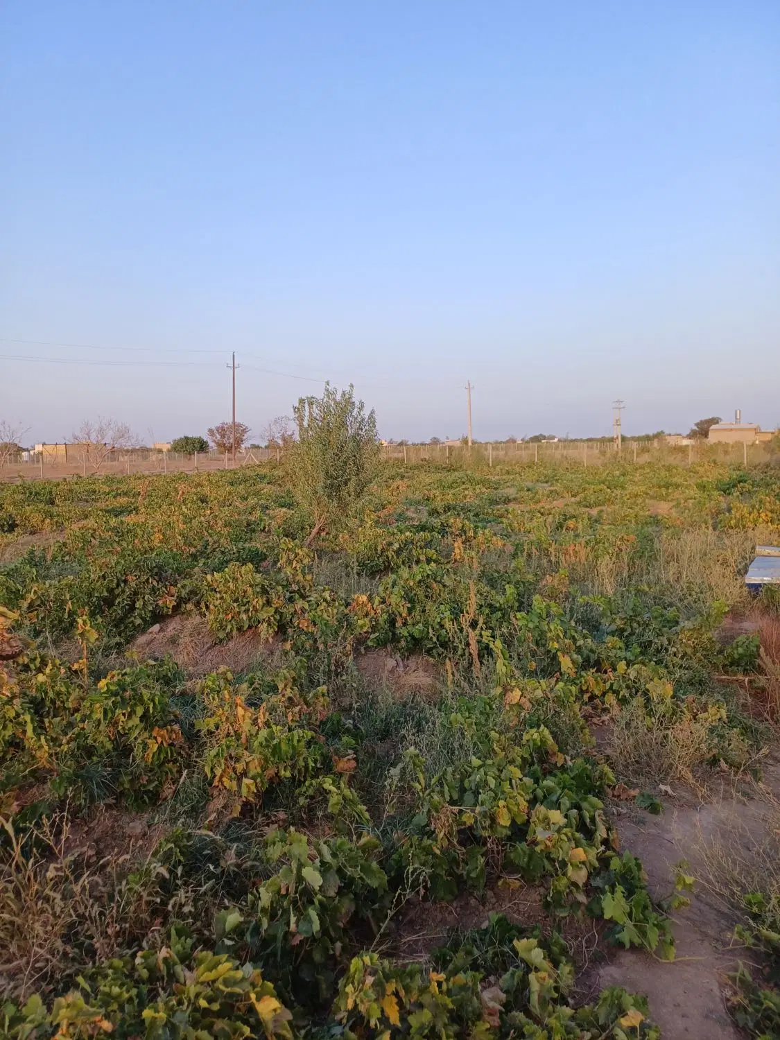 باغ انگور و میوه