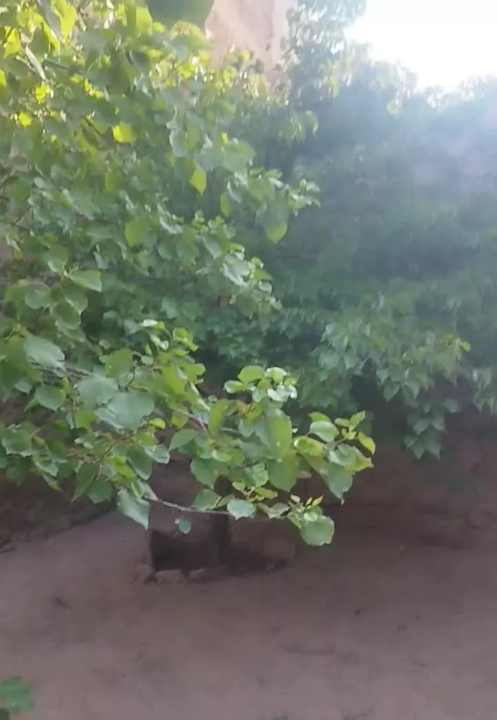 خانه روستایی در قلات تاکستان سند تک‌برگ