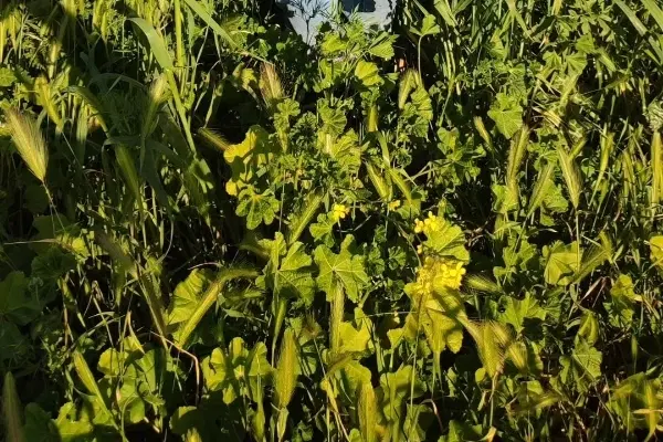 زمین کشاورزی برا اجاره دارم.پانزده تا بیست هکتار