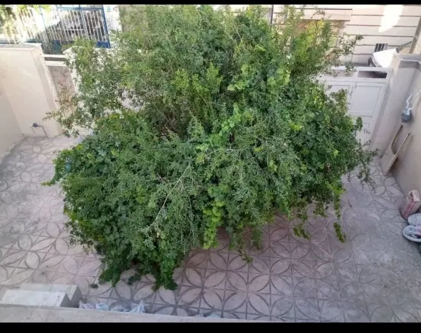 فروش خانه ورامین سند تک برگ ویلایی