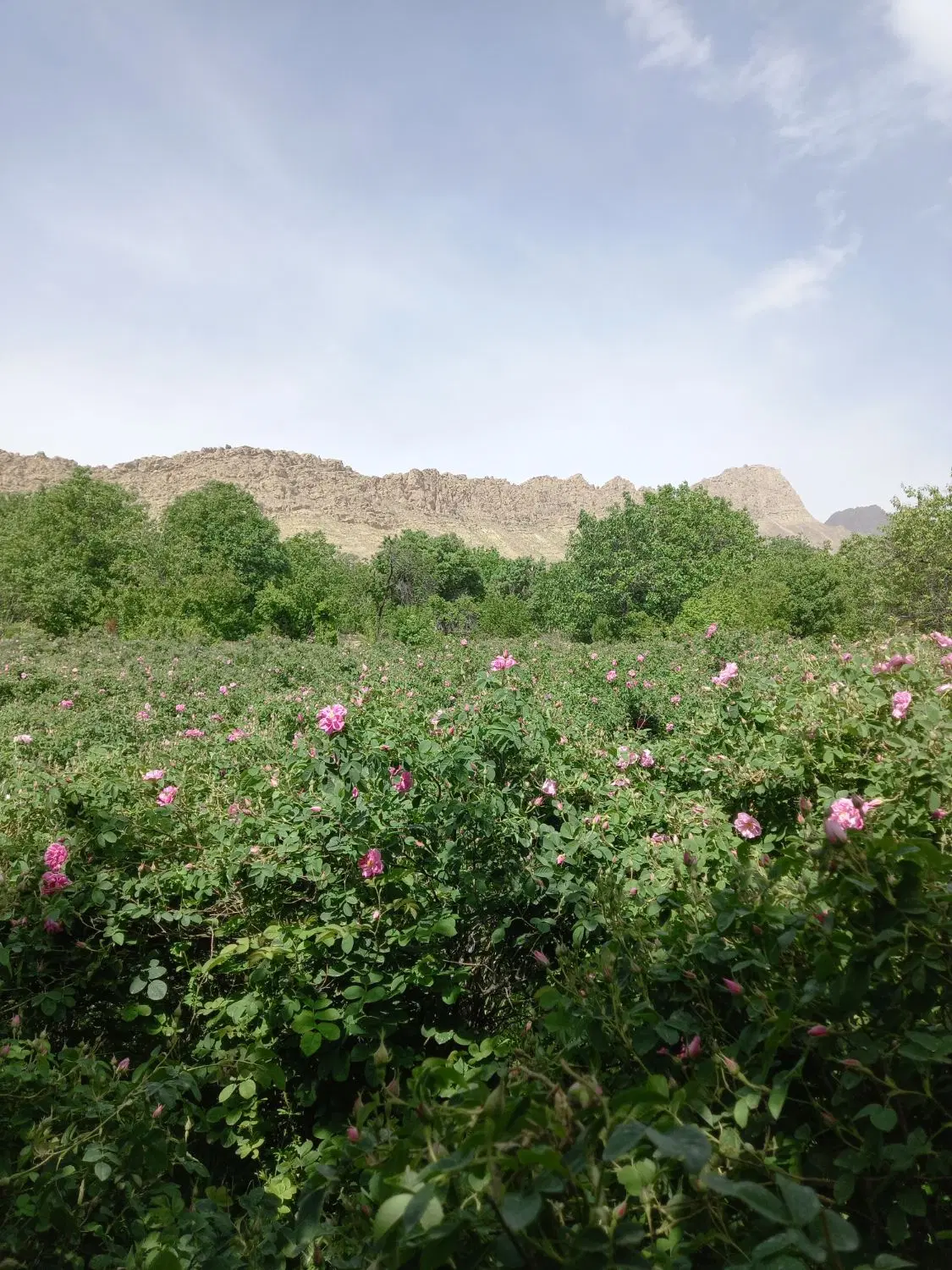 زمین در نیاسر