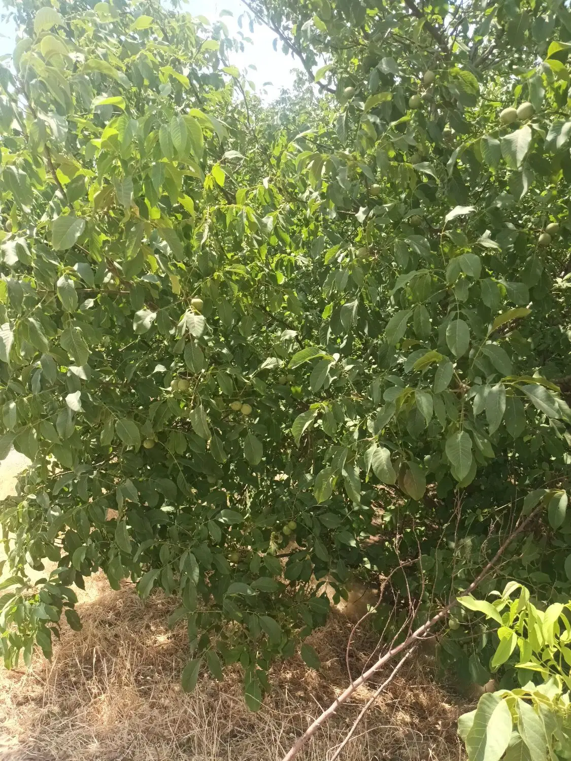 باغ گردو