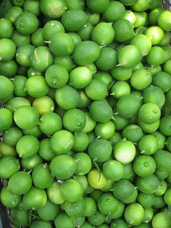 اجاره محصول باغ