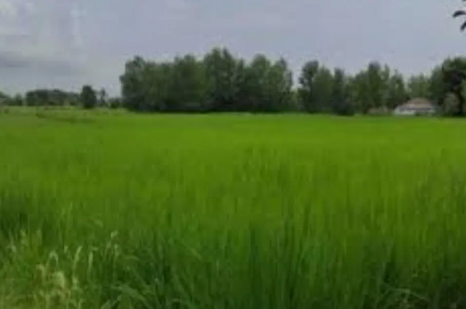 زمین به متراژ ۲۵۰ در شهر برزک