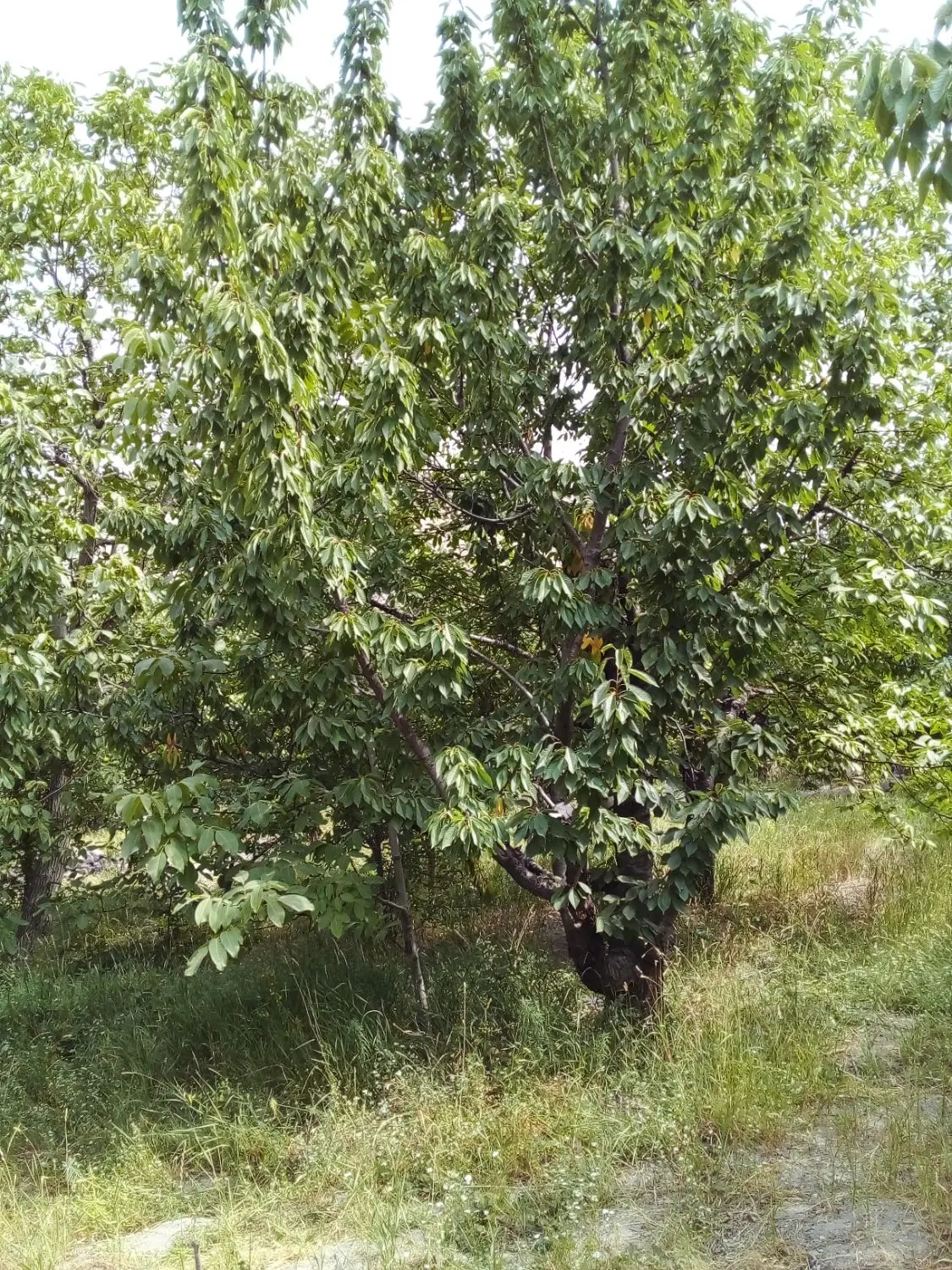 ۷۰۰متر باغ لواسان کوچک کند سفلی