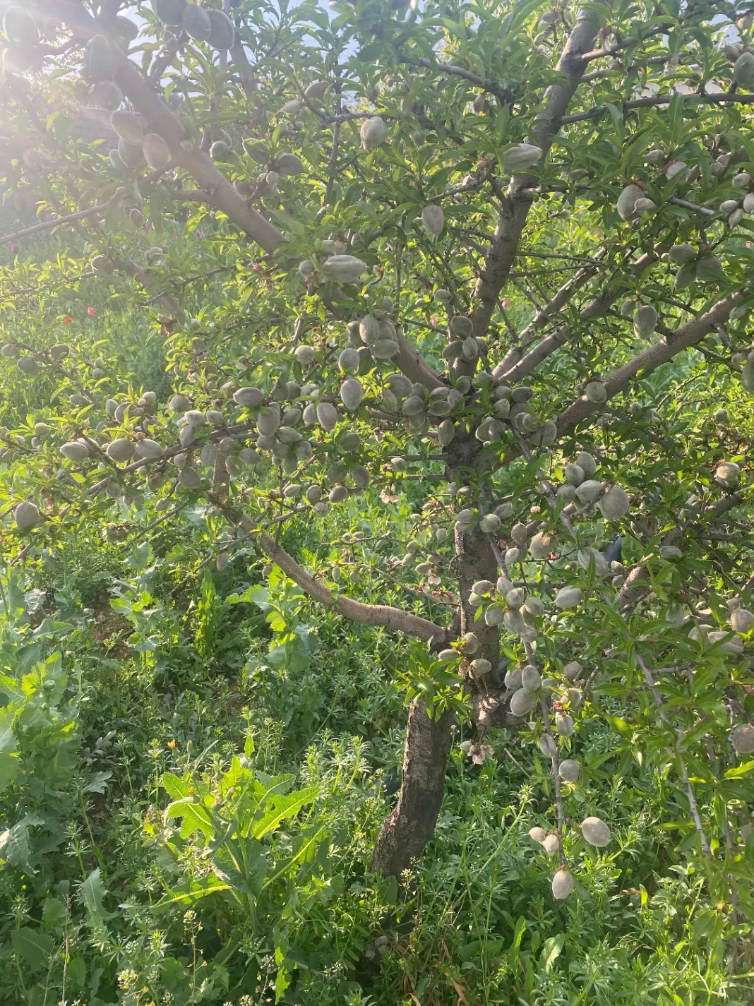 باغ و مغازه تجاری