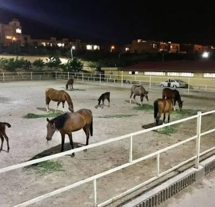 فروش
