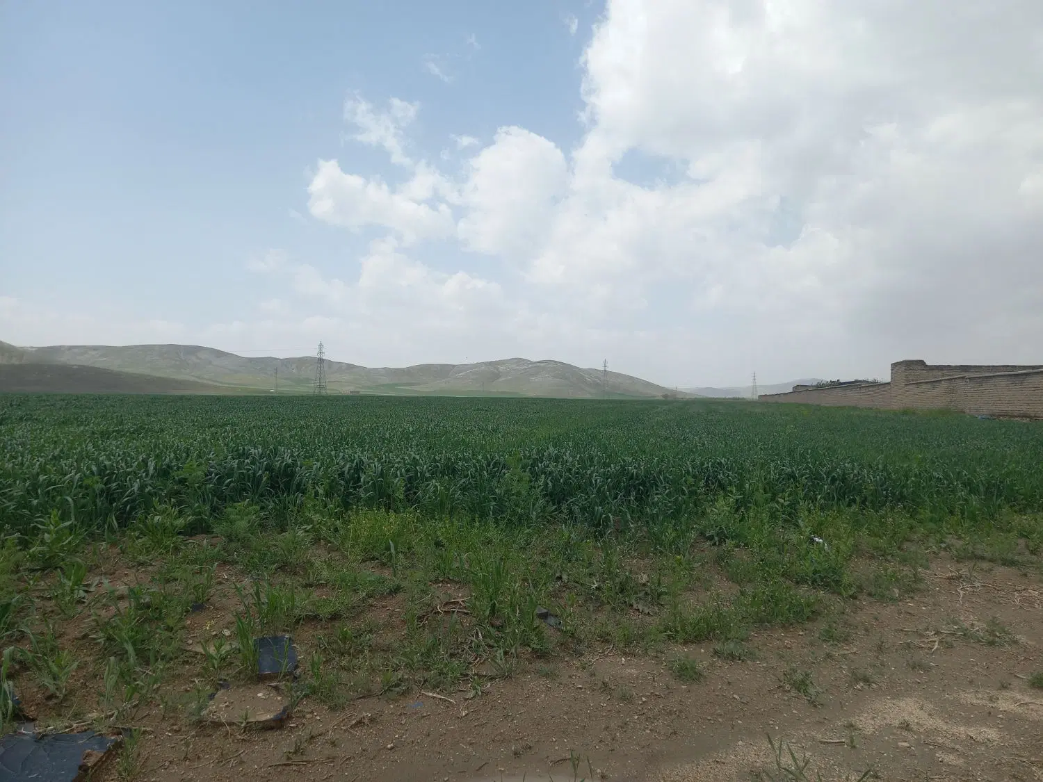 اجاره زمین کشاورزی