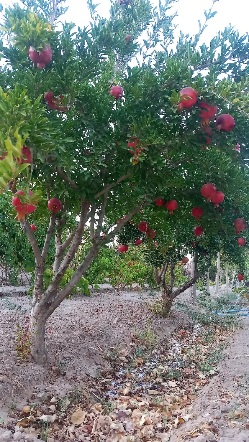 باغچه ۳۱۵ متری روستای ارغش آباد