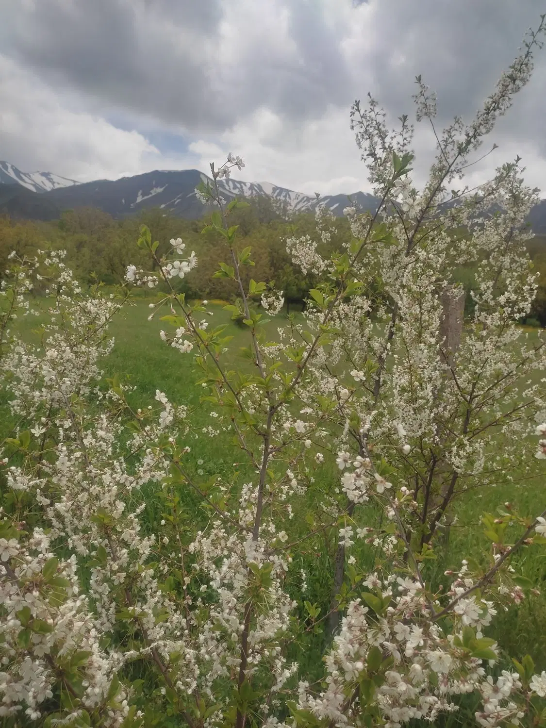 فروش باغ در روستای گلجار
