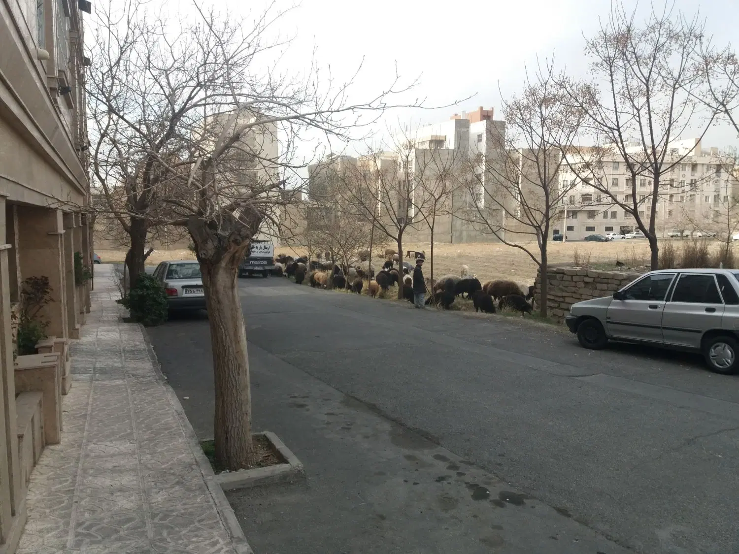 کلنگی جهت فعالیت تولیدی