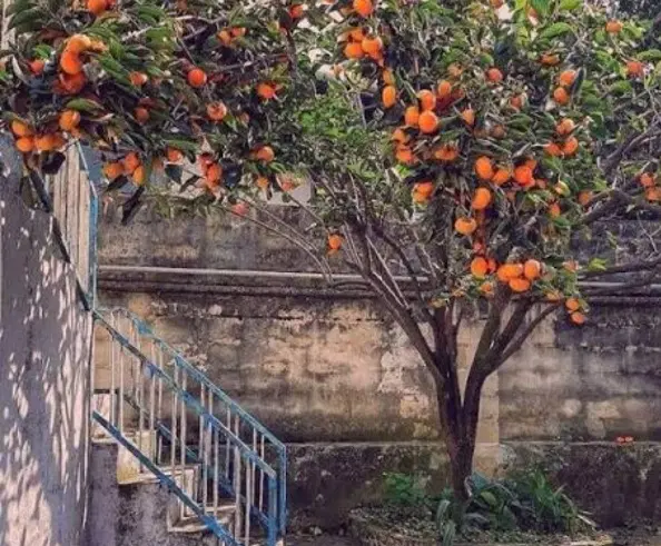 خونه دربست