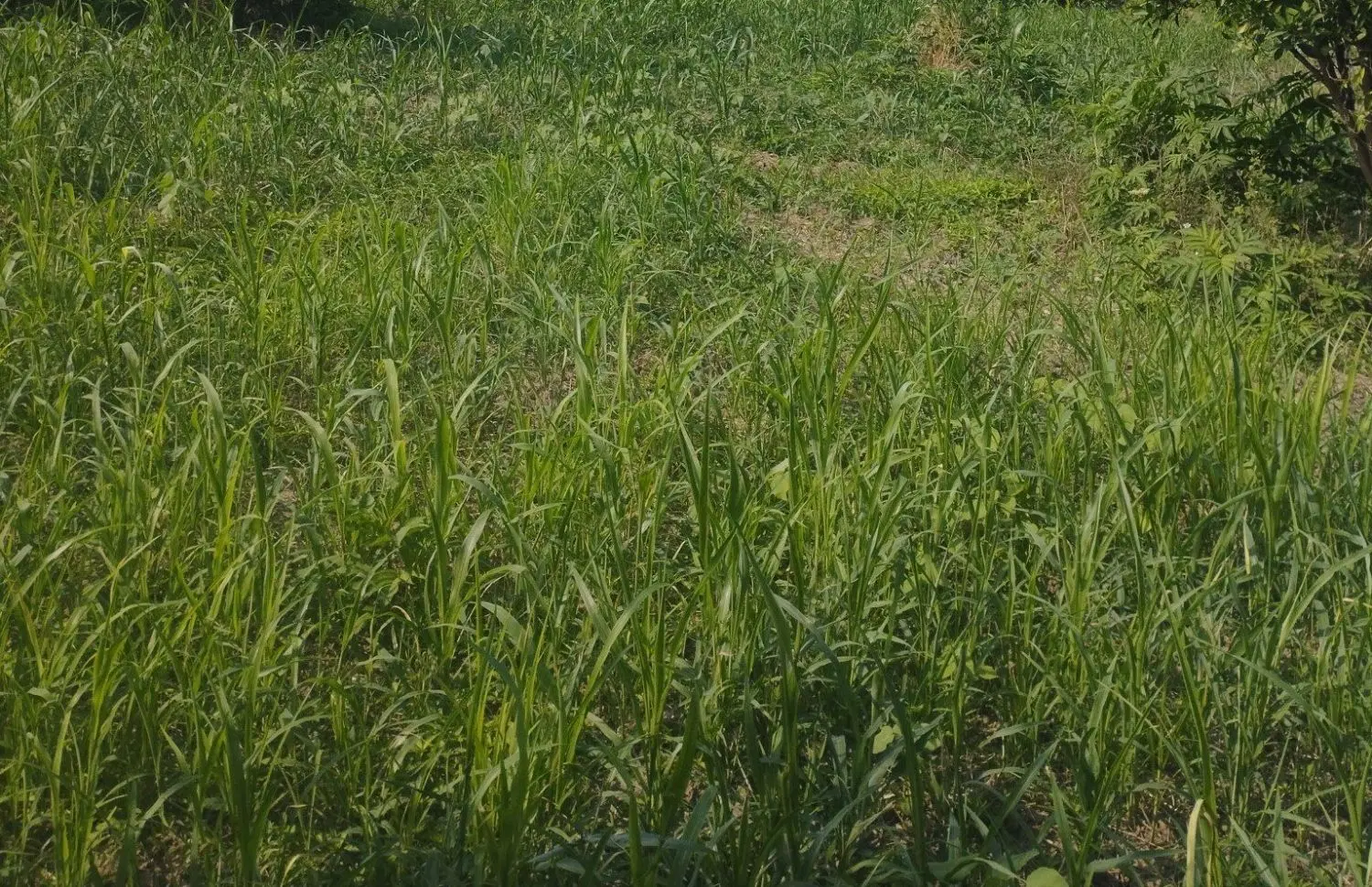 زمین فروشی جابه