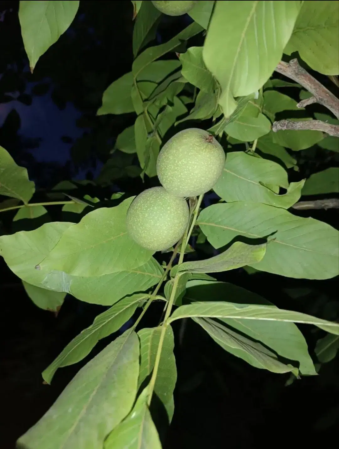 باغ تجره